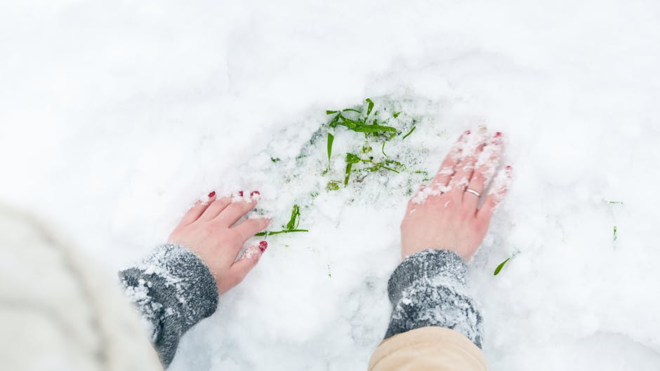 A person wearing a grey knitted sweater and beige trousers is outside on a snow-covered ground, using their hands to clear away a few green plant leaves and stems from the snow. The hands are positioned on either side of the plant debris, with the left hand slightly further away. There are residual snowflakes on the person's hands and sleeves. The scene appears to be in a residential area, possibly near an entrance or driveway, with a focus on clearing a small area of snow and debris, typical in home relocation or moving preparations. Lambeth Removals, a professional moving company, might use images like this to illustrate careful handling and efficient clearing during house removals or moving services, emphasizing thorough preparation for furniture transport and packing in a home environment.